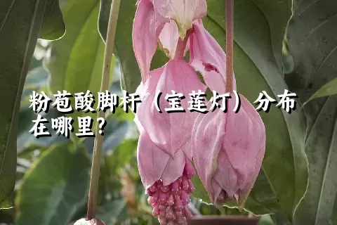 粉苞酸脚杆（宝莲灯）分布在哪里?