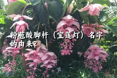 粉苞酸脚杆（宝莲灯）名字的由来？