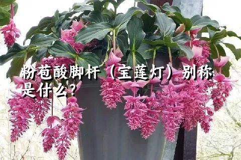 粉苞酸脚杆（宝莲灯）别称是什么？