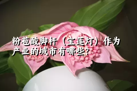 粉苞酸脚杆（宝莲灯）作为产业的城市有哪些？