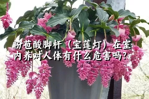 粉苞酸脚杆（宝莲灯）在室内养对人体有什么危害吗？