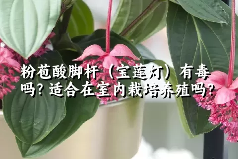 粉苞酸脚杆（宝莲灯）有毒吗？适合在室内栽培养殖吗？