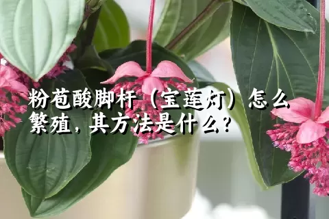 粉苞酸脚杆（宝莲灯）怎么繁殖，其方法是什么？