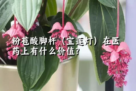 粉苞酸脚杆（宝莲灯）在医药上有什么价值？