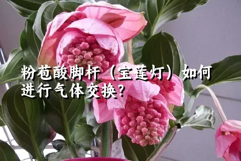 粉苞酸脚杆（宝莲灯）如何进行气体交换？