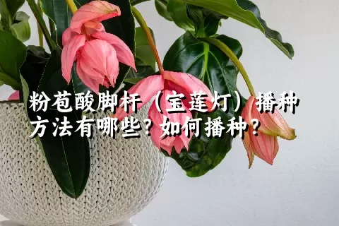 粉苞酸脚杆（宝莲灯）播种方法有哪些？如何播种？