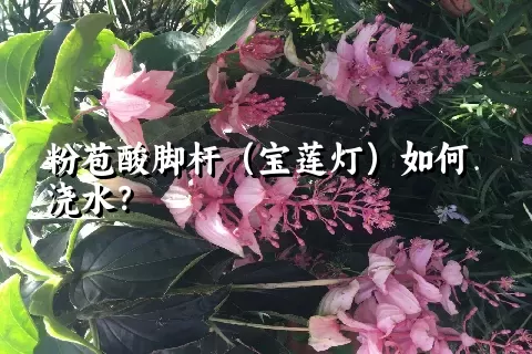 粉苞酸脚杆（宝莲灯）如何浇水？