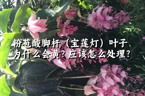 粉苞酸脚杆（宝莲灯）叶子为什么会黄？应该怎么处理？