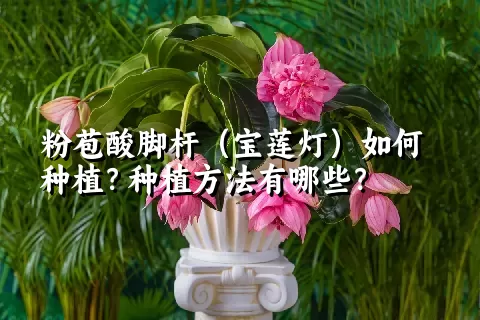 粉苞酸脚杆（宝莲灯）如何种植？种植方法有哪些？