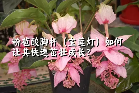 粉苞酸脚杆（宝莲灯）如何让其快速茁壮成长？