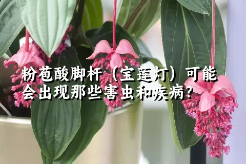 粉苞酸脚杆（宝莲灯）可能会出现那些害虫和疾病？