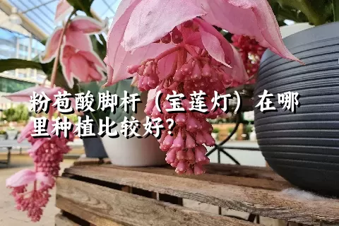 粉苞酸脚杆（宝莲灯）在哪里种植比较好？