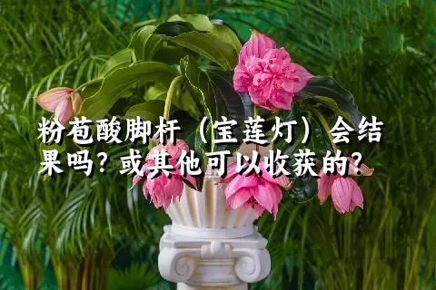 粉苞酸脚杆（宝莲灯）会结果吗？或其他可以收获的？