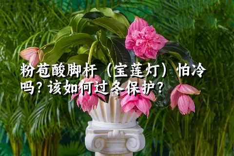 粉苞酸脚杆（宝莲灯）怕冷吗？该如何过冬保护？