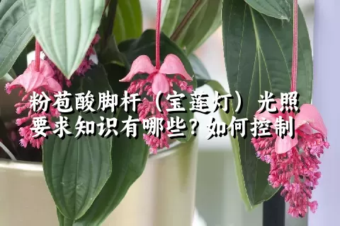 粉苞酸脚杆（宝莲灯）光照要求知识有哪些？如何控制