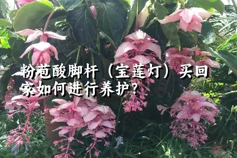 粉苞酸脚杆（宝莲灯）买回家如何进行养护？