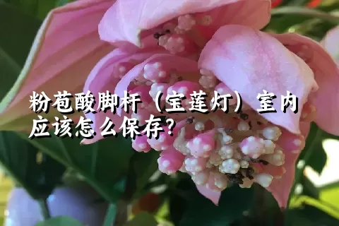 粉苞酸脚杆（宝莲灯）室内应该怎么保存？