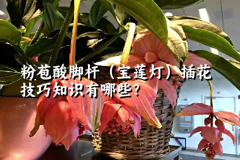 粉苞酸脚杆（宝莲灯）插花技巧知识有哪些？