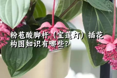 粉苞酸脚杆（宝莲灯）插花构图知识有哪些？