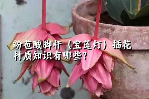 粉苞酸脚杆（宝莲灯）插花材质知识有哪些？