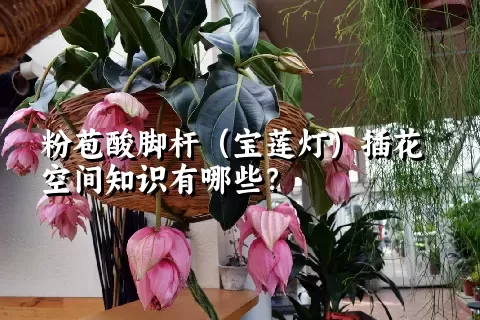 粉苞酸脚杆（宝莲灯）插花空间知识有哪些？