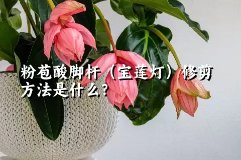 粉苞酸脚杆（宝莲灯）修剪方法是什么？