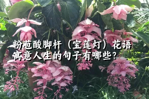 粉苞酸脚杆（宝莲灯）花语寓意人生的句子有哪些？