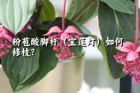 粉苞酸脚杆（宝莲灯）如何修枝？