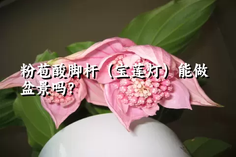 粉苞酸脚杆（宝莲灯）能做盆景吗？