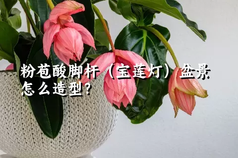 粉苞酸脚杆（宝莲灯）盆景怎么造型？