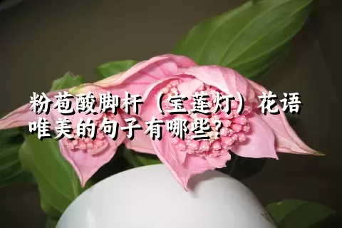 粉苞酸脚杆（宝莲灯）花语唯美的句子有哪些？