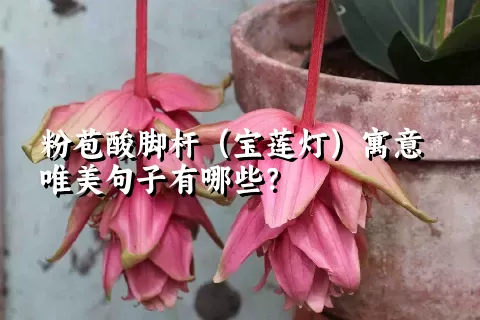 粉苞酸脚杆（宝莲灯）寓意唯美句子有哪些？