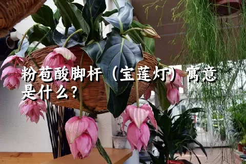 粉苞酸脚杆（宝莲灯）寓意是什么？