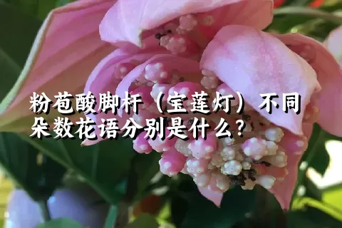 粉苞酸脚杆（宝莲灯）不同朵数花语分别是什么？