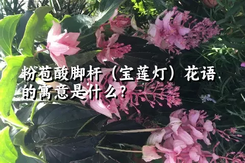 粉苞酸脚杆（宝莲灯）花语的寓意是什么？