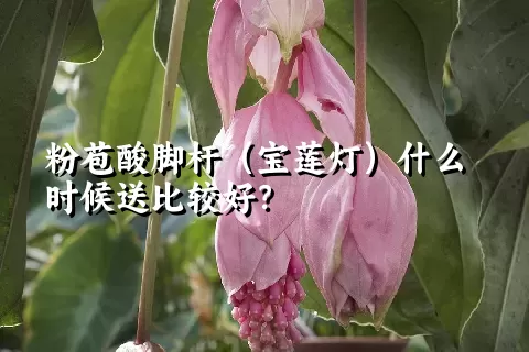 粉苞酸脚杆（宝莲灯）什么时候送比较好？