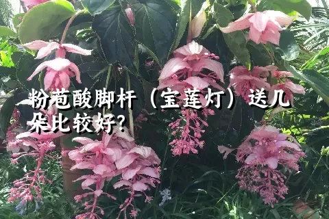 粉苞酸脚杆（宝莲灯）送几朵比较好？