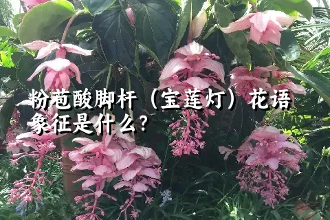 粉苞酸脚杆（宝莲灯）花语象征是什么？