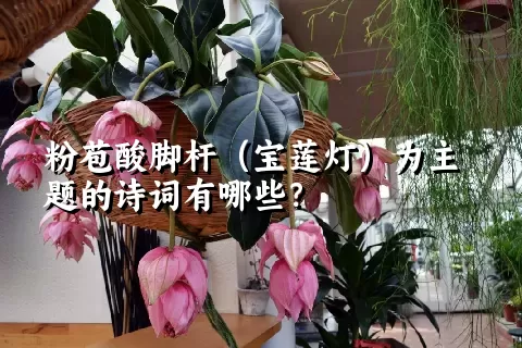 粉苞酸脚杆（宝莲灯）为主题的诗词有哪些？