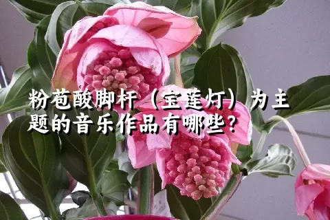 粉苞酸脚杆（宝莲灯）为主题的音乐作品有哪些？