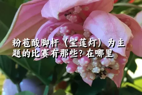 粉苞酸脚杆（宝莲灯）为主题的比赛有那些？在哪里