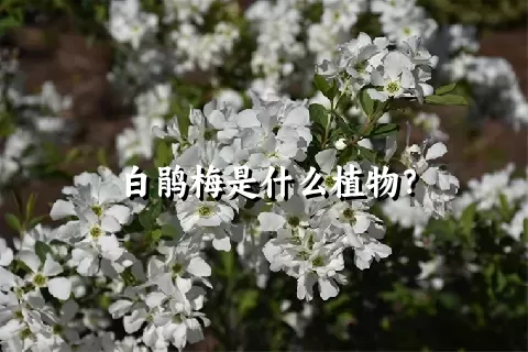 白鹃梅是什么植物？