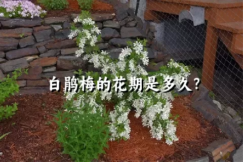 白鹃梅的花期是多久？