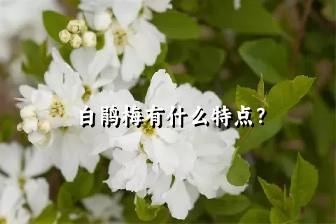 白鹃梅有什么特点？