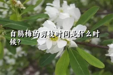 白鹃梅的剪枝时间是什么时候？