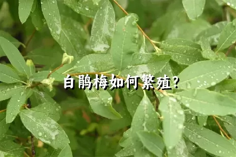 白鹃梅如何繁殖？