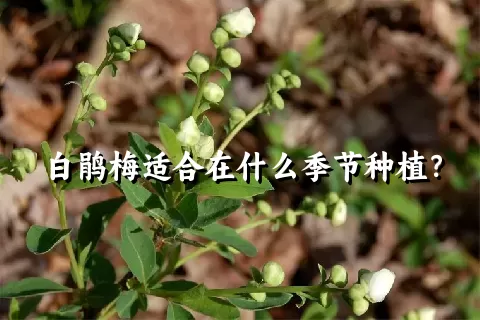 白鹃梅适合在什么季节种植？