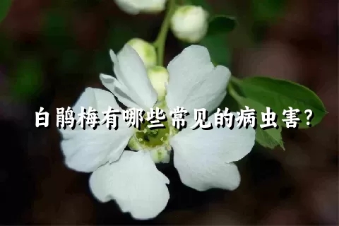 白鹃梅有哪些常见的病虫害？