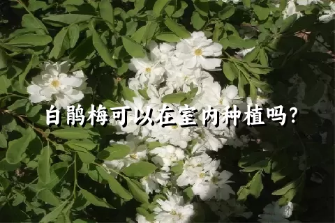 白鹃梅可以在室内种植吗？