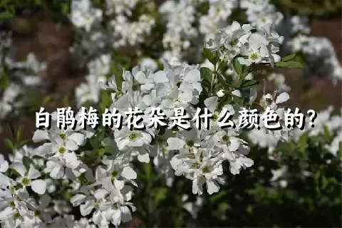 白鹃梅的花朵是什么颜色的？